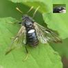 Cimbex sp.